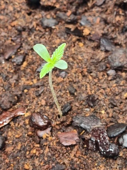 GodFeather OG F1 Auto (First) #19 #04. Week 1