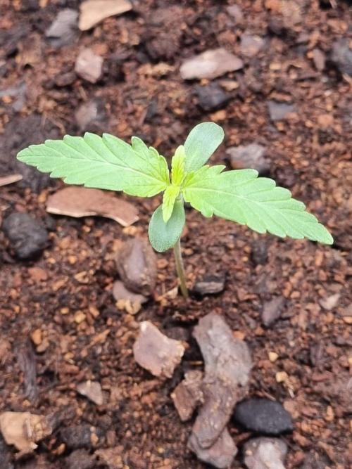 GodFeather OG F1 Auto (First) #18 #03. Week 1