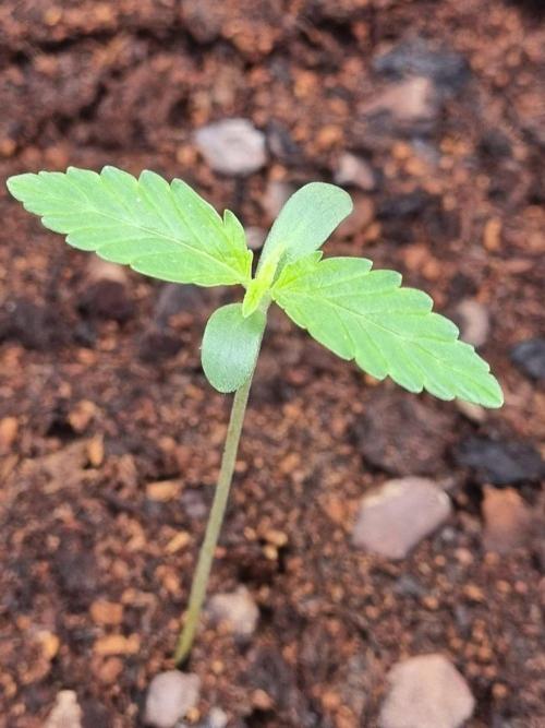 GodFeather OG F1 Auto (First) #19 #04. Week 1