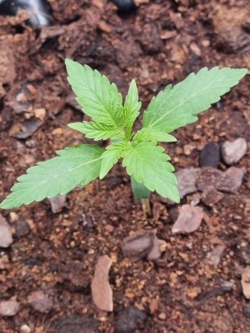 GodFeather OG F1 Auto (First) #18 #03. Week 2