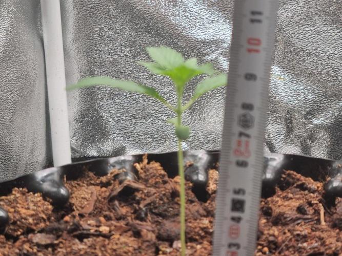 GodFeather OG F1 Auto (First Edition) . Week 2