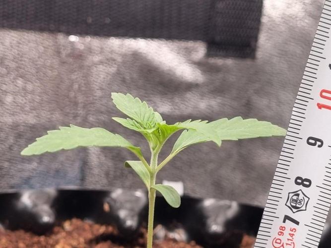 GodFeather OG F1 Auto (First Edition) . Week 2