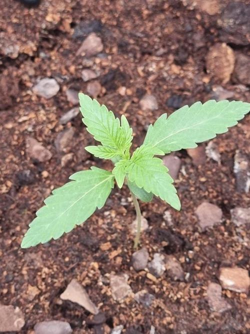 GodFeather OG F1 Auto (First) #19 #04. Week 2 - Day 13