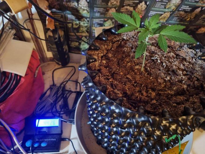 GodFeather OG F1 Auto (First) #19 #04. Week 3