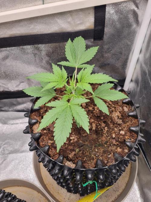 GodFeather OG F1 Auto (First Edition) . Week 4