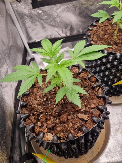 GodFeather OG F1 Auto (First Edition) . Week 4