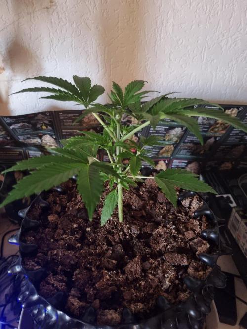 GodFeather OG F1 Auto (First) #18 #03. Week 4 - Day 24