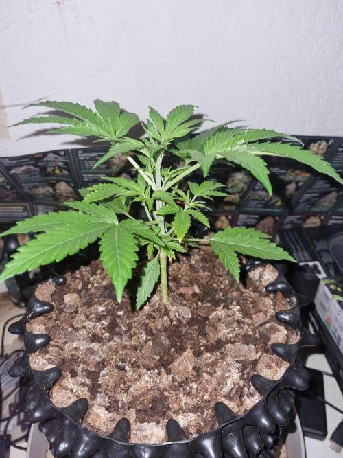 GodFeather OG F1 Auto (First) #18 #03. Week 4 - Day 24