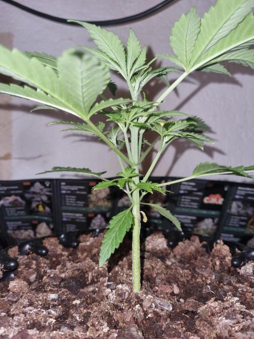 GodFeather OG F1 Auto (First) #18 #03. Week 4 - Day 24