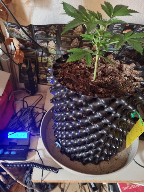 GodFeather OG F1 Auto (First) #19 #04. Week 4 - Day 24