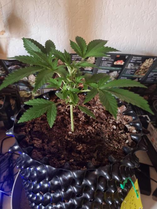 GodFeather OG F1 Auto (First) #19 #04. Week 4 - Day 24
