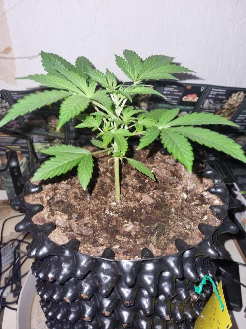 GodFeather OG F1 Auto (First) #19 #04. Week 4 - Day 24