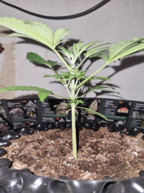 GodFeather OG F1 Auto (First) #19 #04. Week 4 - Day 24