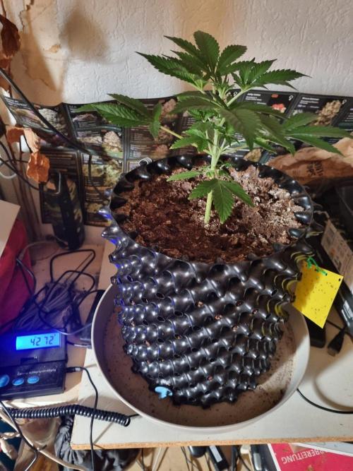 GodFeather OG F1 Auto (First) #19 #04. Week 4