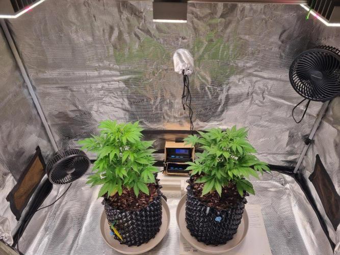 GodFeather OG F1 Auto (First) #18 #03. Week 6 - Day 36