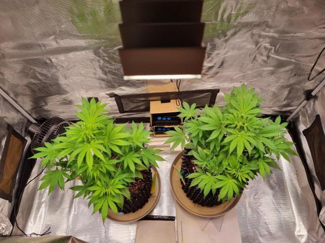 GodFeather OG F1 Auto (First) #18 #03. Week 6 - Day 39
