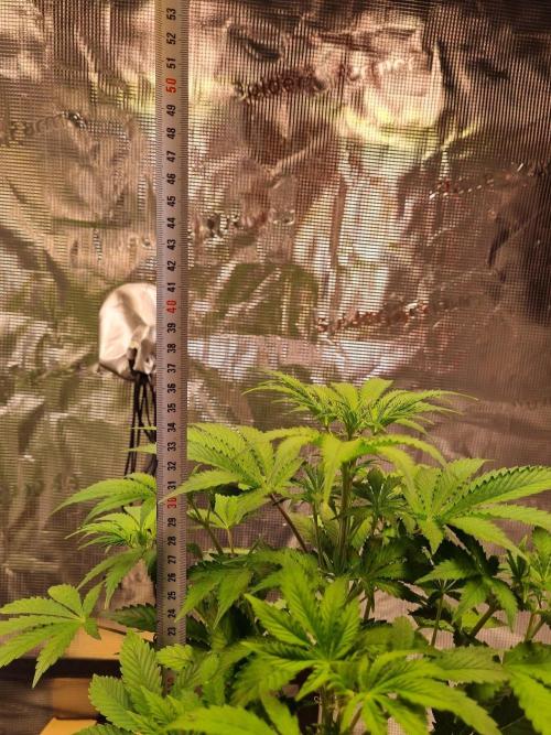 GodFeather OG F1 Auto (First Edition) . Week 6