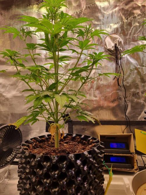 GodFeather OG F1 Auto (First) #18 #03. Week 6 - Day 39