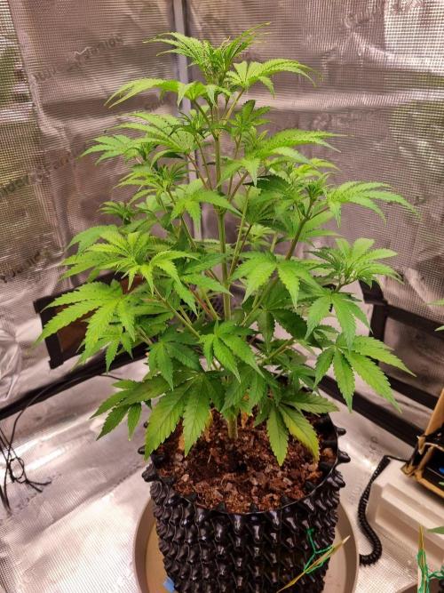GodFeather OG F1 Auto (First) #18 #03. Week 6 - Day 39