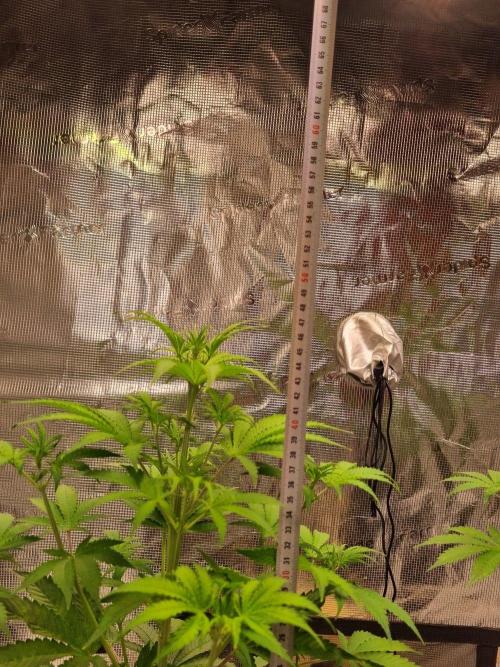 GodFeather OG F1 Auto (First) #18 #03. Week 6 - Day 39