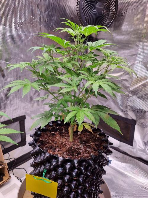 GodFeather OG F1 Auto (First) #18 #03. Week 6 - Day 39