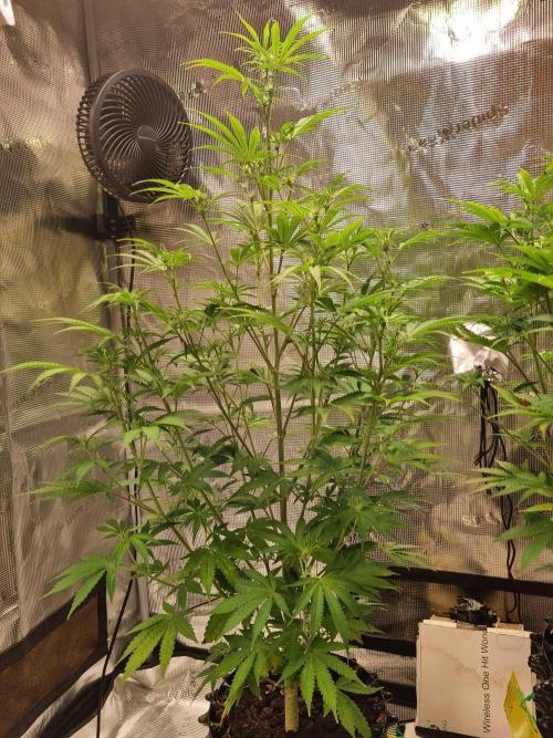 GodFeather OG F1 Auto (First) #18 #03. Week 8 - Day 53