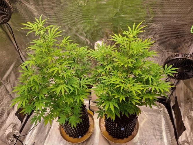 GodFeather OG F1 Auto (First) #18 #03. Week 8 - Day 53