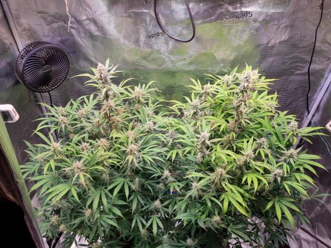 GodFeather OG F1 Auto (First) #19 #04. Week 11 - Day 77