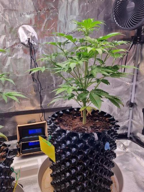 GodFeather OG F1 Auto (First) #19 #04. Week 6 - Day 39