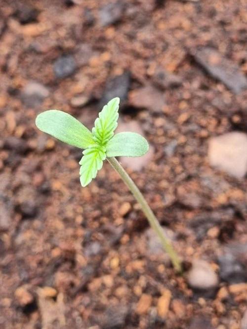 GodFeather OG F1 Auto (First) #18 #03. Week 1