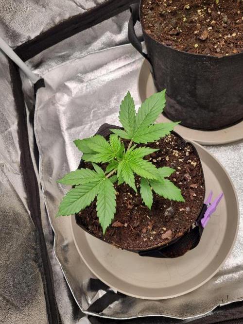 GodFeather OG F1 Auto (First) #17 #02. Week 4