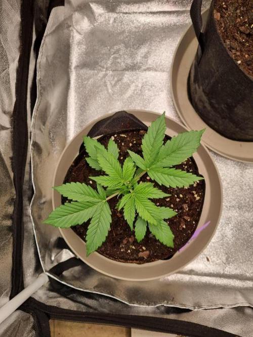 GodFeather OG F1 Auto (First) #17 #02. Week 4
