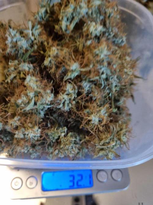 Purple Haze Auto #14 #02. Week 13 - Second Choise
