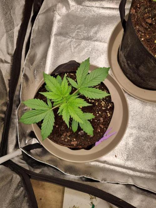 GodFeather OG F1 Auto (First) #17 #02. Week 4