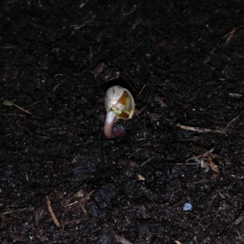 Frisian Duck guerilla. Week 1