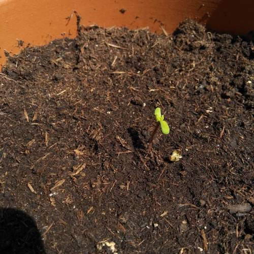 Frisian Duck guerilla. Week 1