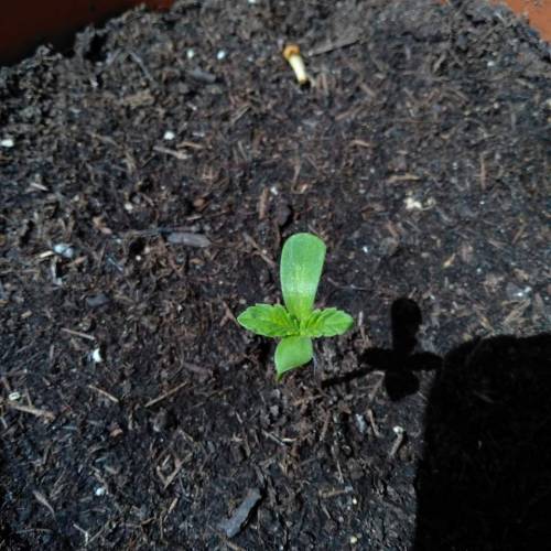 Frisian Duck guerilla. Week 1