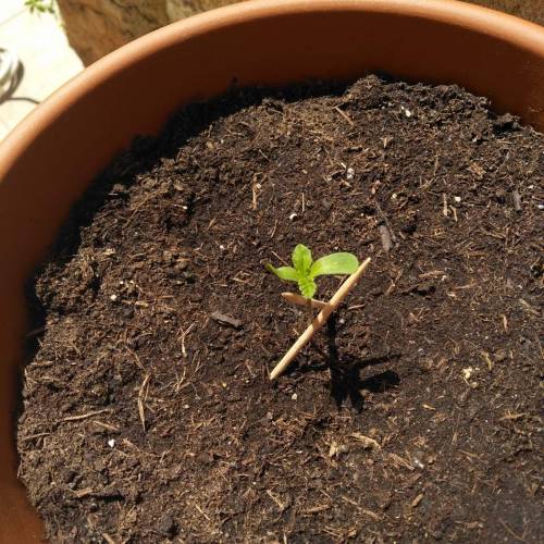 Frisian Duck guerilla. Week 1