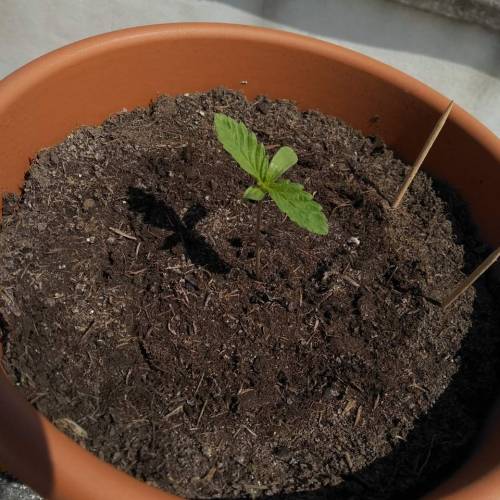 Frisian Duck guerilla. Week 1