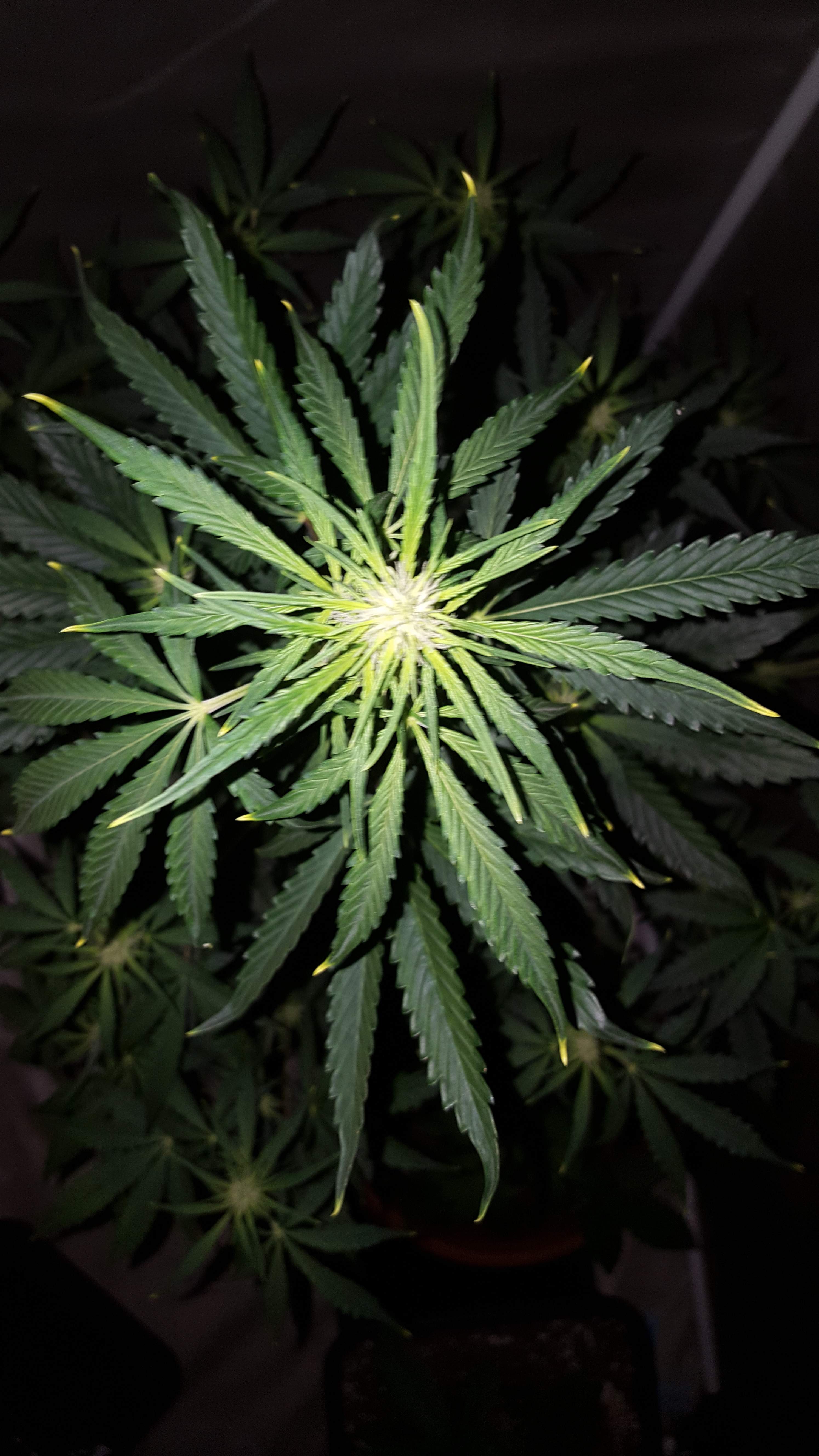 Royal Queen Seeds Blue Cheese Automatic grow diary (journal) week4 by