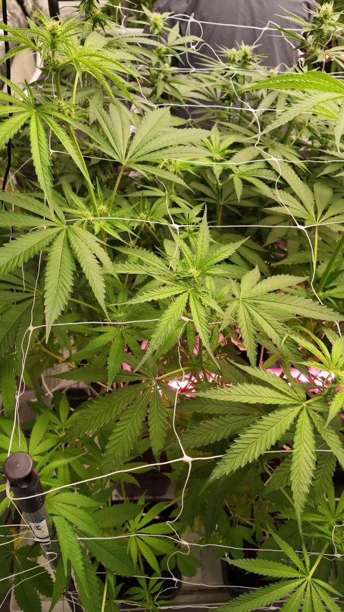 Kannabia Pink Gelato - Pheno Hunting