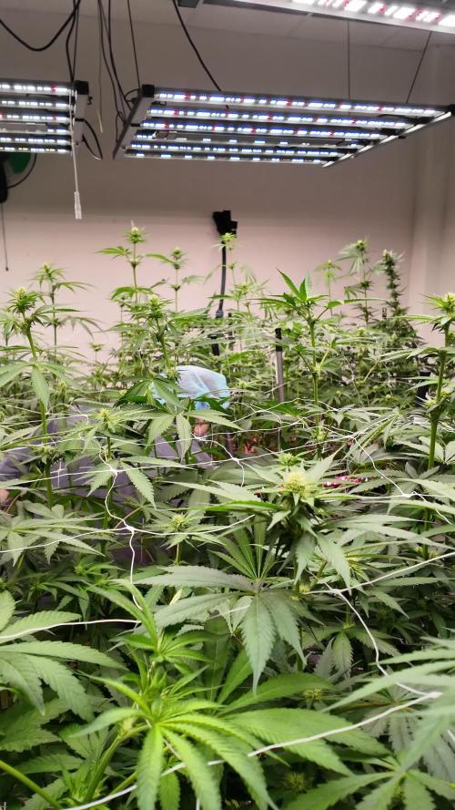 Kannabia Apple Fritter -  Pheno Hunting