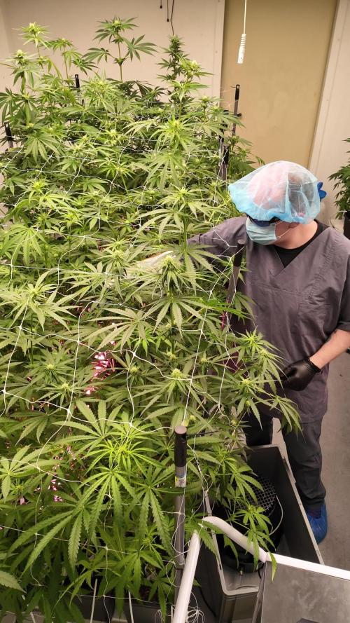 Kannabia Sativa Dream - Pheno Hunting