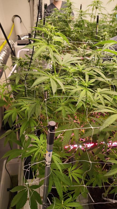 Kannabia Zoap Rosé - Pheno Hunting