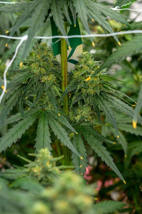 Kannabia Sativa Dream - Pheno Hunting. Week 12 - SD1-33