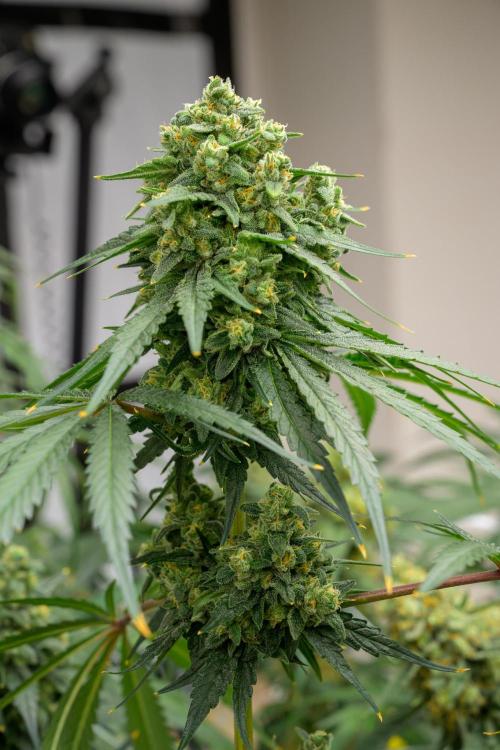 Kannabia Sativa Dream - Pheno Hunting. Week 12 - SD1-33