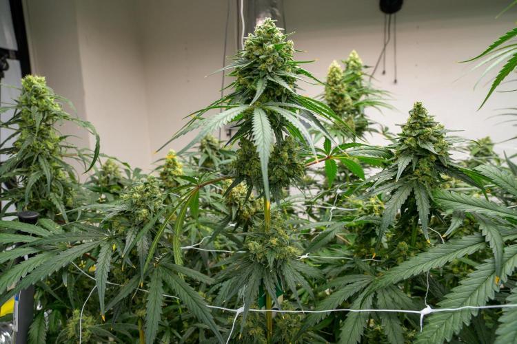 Kannabia Sativa Dream - Pheno Hunting. Week 12 - SD1-33