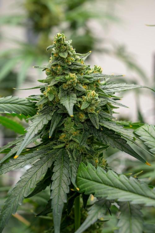 Kannabia Sativa Dream - Pheno Hunting. Week 12 - SD1-33