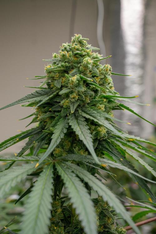 Kannabia Sativa Dream - Pheno Hunting. Week 12 - SD1-33