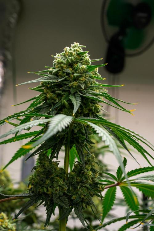 Kannabia Sativa Dream - Pheno Hunting. Week 12 - SD1-33